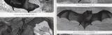 Stich aus 1885 zeigt verschiedene Fledermausarten in...