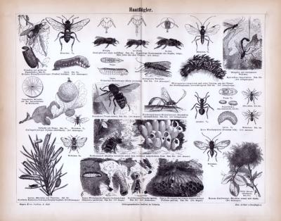 Stich aus 1885 zeigt verschiedene Insekten aus der Gruppe der Hautflügler.
