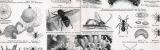 Stich aus 1885 zeigt verschiedene Insekten aus der Gruppe...