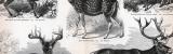 Stich aus 1885 zeigt verschiedene Hirscharten in Detail...