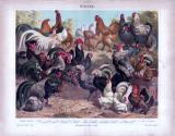 Chromolithographie aus 1885 zeigt 21 verschiedene Hühnerarten.