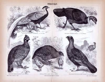 Stich aus 1885 zeigt verschiedene Arten von Hühnervögeln in natürlicher Umgebung.