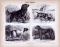 Stich aus 1885 zeigt 4  verschiedene Hundearten.