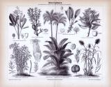 Stich aus 1885 zeigt 8 Sorten von Industriepflanzen...