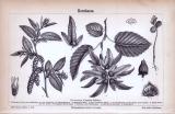 Stich aus 1885 zeigt Blätter, Blüten, Früchte und Samen des Hornbaums.