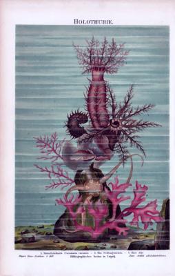 Chromolithographie aus 1885 zeigt eine Kletter Seegurke, einen Schlangenstern und eine Alge in einer Szenerie am Meeresboden.