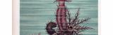 Chromolithographie aus 1885 zeigt eine Kletter Seegurke,...