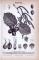 Stich aus 1885 zeigt Blätter, Blüten, Früchte und Samen der Haselnuss.