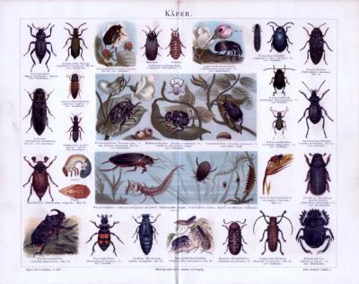 Chromolithographie aus 1885 zeigt verschiedene Käferarten und deren Larven.