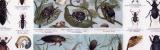 Chromolithographie aus 1885 zeigt verschiedene Käferarten...