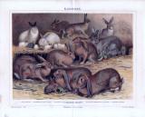 Chromolithographie aus 1885 zeigt 6 verschiedene Kaninchenarten.