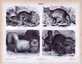 Stich aus 1885 zeigt 4 Katzenarten.