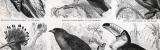 Stich aus 1885 zeigt verschiedene Klettervögel in...