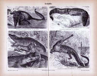 Krokodile ca. 1885 Original der Zeit