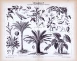 Stich aus 1885 zeigt verschiedene Nahrungspflanzen.