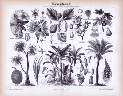 Nahrungspflanzen II. ca. 1885 Original der Zeit