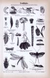 Stich aus 1885 zeigt Insekten der Gruppe der...