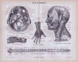 Stich aus 1885 mit medizinischen Skizzen zu den Nerven...