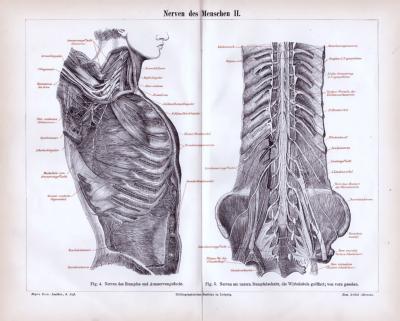 Stich aus 1885 mit medizinischen Skizzen zu den Nerven des Menschen.