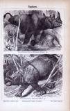 Stich aus 1885 zeigt Doppelnashorn und Indisches Nashorn...