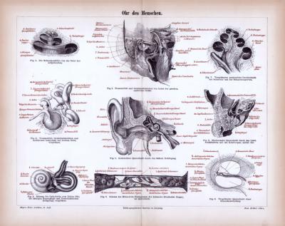 Stich aus 1885 zeigt medizinisches Ansichten des menschlichen Ohres.