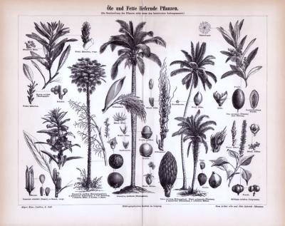 &Ouml;le und Fette liefernde Pflanzen ca. 1885 Original der Zeit