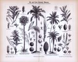Stich aus 1885 zeigt Öle und Fette liefernde Pflanzen.