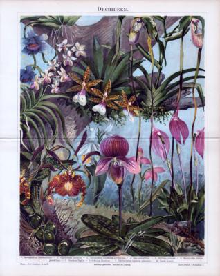 Orchideen ca. 1885 Original der Zeit