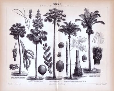 Stich aus 1885 zeigt verschiedene Arten von Palmen.
