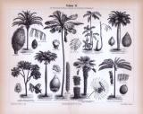 Stich aus 1885 zeigt verschiedene Arten von Palmen.