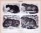 Stich aus 1885 zeigt verschiedene Pantherkatzen in natürlicher Umgebung.