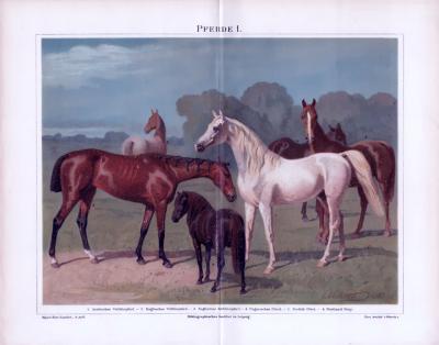 Chromolithographie aus 1885 zeigt 6 verschiedene Pferderassen.