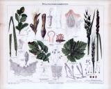 Chromolithographie aus 1885 zeigt verschiedene Pflanzenkrankenheiten.