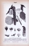 Stiche aus 1885 zeigen Blattformen, Samen und Früchte von Pappeln.