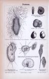 Stich aus 1885 zeigt verschiedene Protozoen aus mikroskopischer Ansicht.