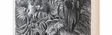 Stich aus 1885 zeigt eine Anaconda Riesenschlange in...