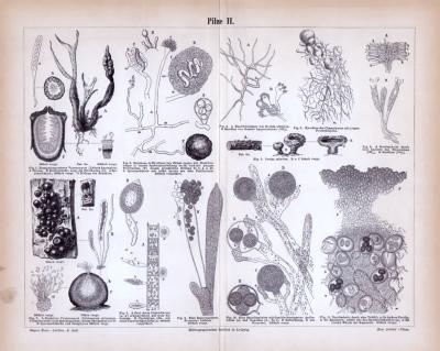 Stiche aus 1885 zeigt Aufbau verschiedener Pilzarten.