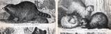 Stiche aus 1885 zeigen verschiedene Arten von Raubtieren...