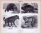 Stiche aus 1885 zeigen 4 Arten von Raubtieren in natürlicher Umgebung.