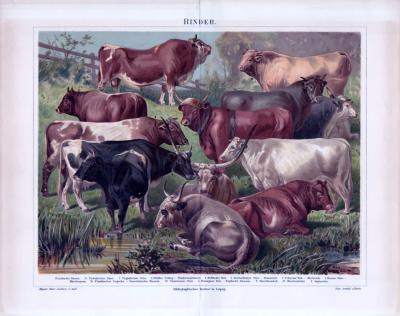Chromolithographie aus 1885 zeigt 8 verschiedene Haustier Rinderrassen.