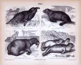 Stich aus 1893 zeigt 4 verschiedene Robbenarten.