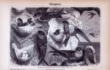 Stich aus 1885 zeigt Salanganen (Schwalben) und ihre Nester in einer Naturlandschaft.