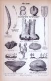 Stich aus 1885 zeigt verschiedene Arten von Naturschwämmen.