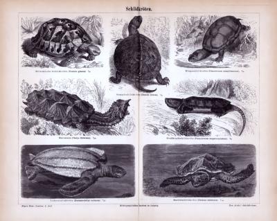 Stich aus 1885 zeigt verschiedene Arten von Schildkröten.