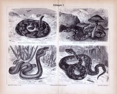 Schlangen I. ca. 1885 Original der Zeit