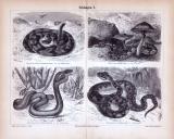 Stich aus 1885 zeigt verschiedene Arten von Schlangen.
