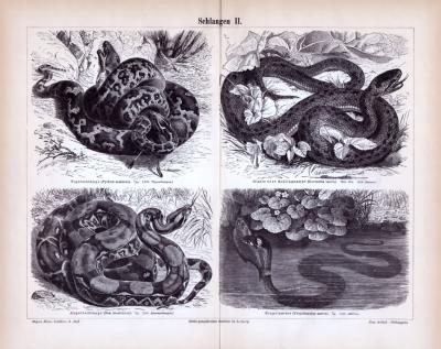 Schlangen II. ca. 1885 Original der Zeit