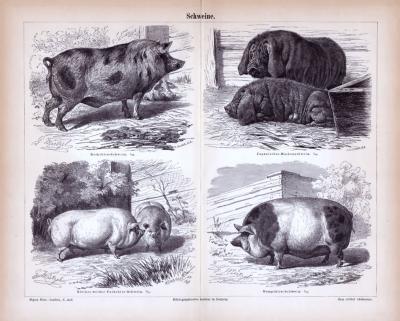 Schweine ca. 1885 Original der Zeit