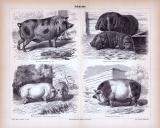 Stich aus 1885 zeigt verschiedene Arten von Schweinen.