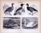 Stich aus 1885 zeigt verschiedene Arten von Schwimmvögeln.